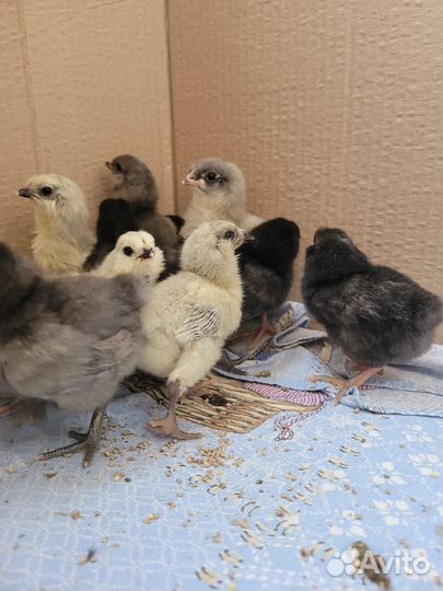 Цыплята амераукана и яйцо инкубационное