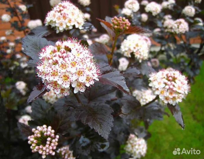 Лапчатка, пузыреплодник