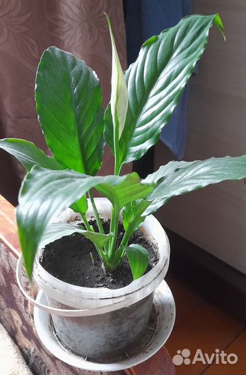 Спатифиллум