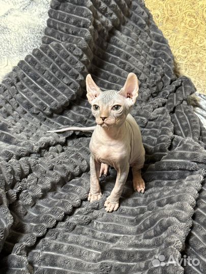 Котятенок канадский сфинкс эльф девочка