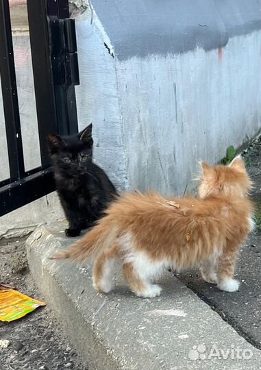 Малыши в опасности, рядом дорога