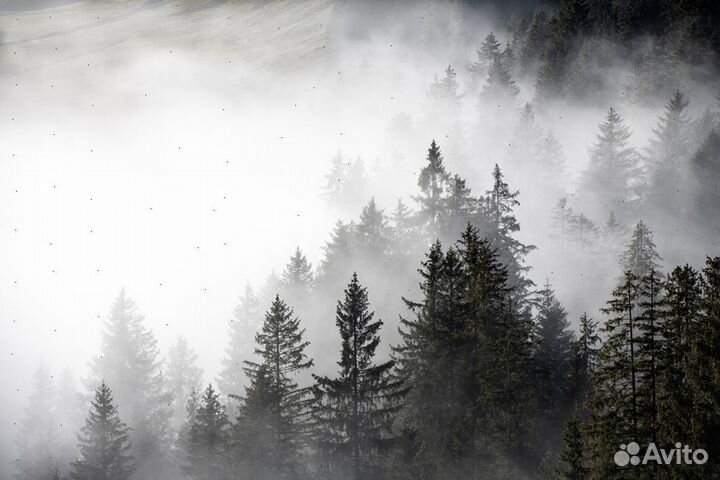 Фотообои Фрески