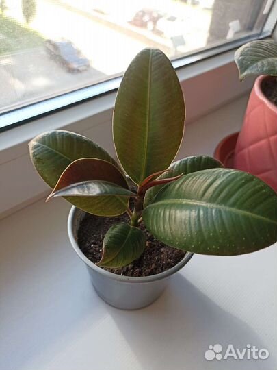 Фикус каучуконосный сорт Мелани