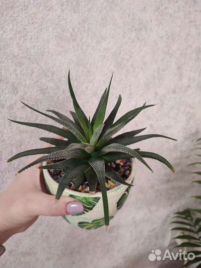 Суккуленты микс