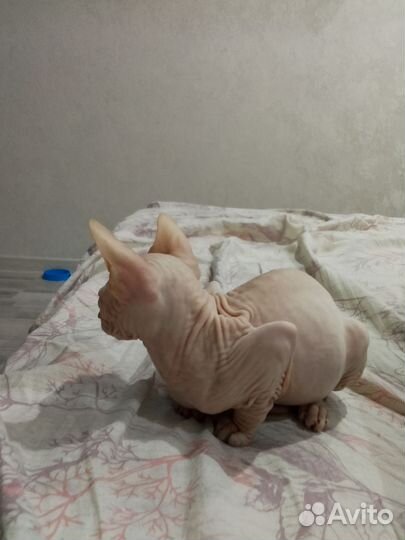 Донской сфинкс