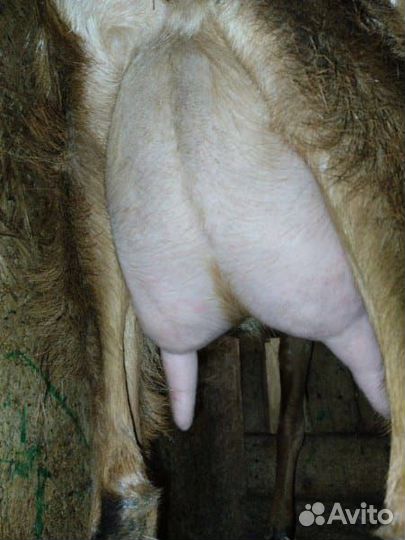 Коза нубийская дойная