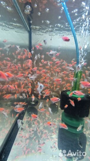 Вишневый Барбус Тернеция гло Апистограмма Неон