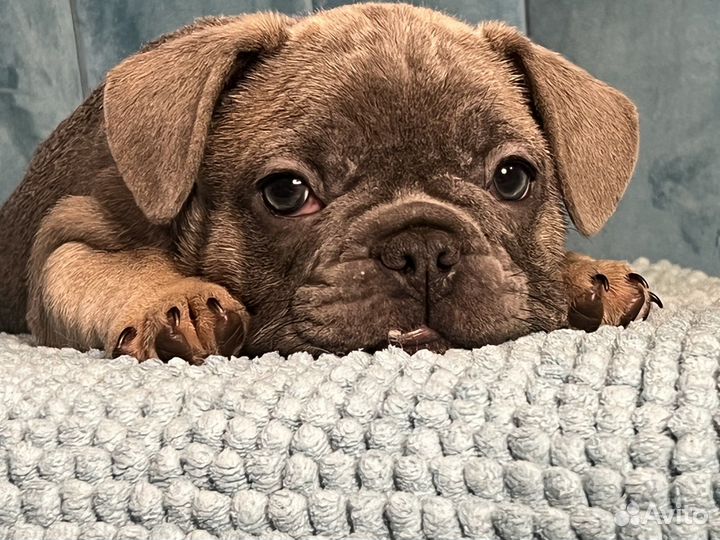 Французский бульдог голубые и лиловые