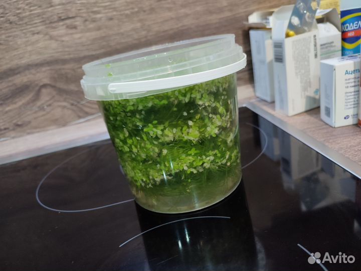 Ряска, роголистник