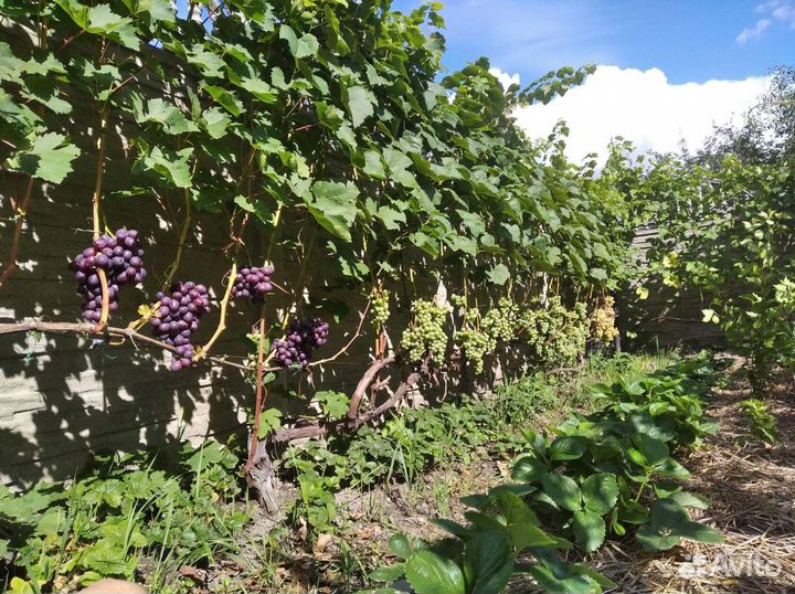 Саженцы винограда,сливы,персика и тп