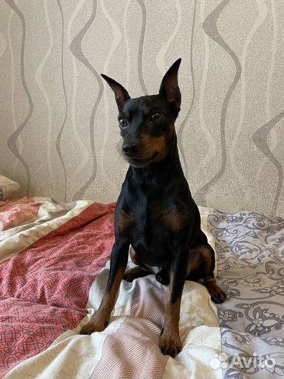 Цвергпинчер вязка