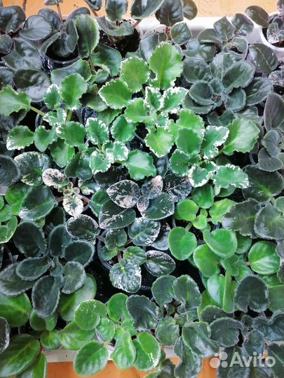 Фиалки детки