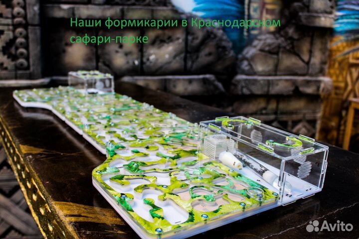 Муравьиная ферма (Формикарий) Макси