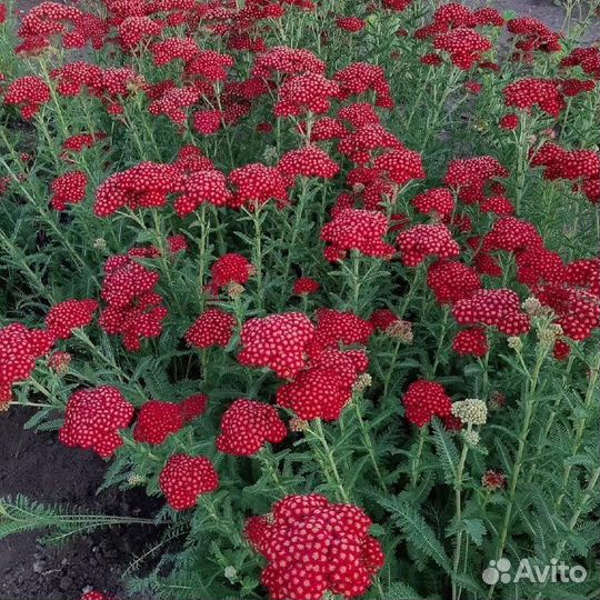 Сортовые тысячелистники