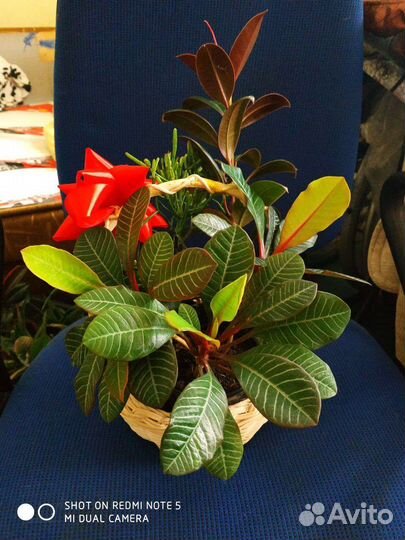 Корзинка с комнатными растениями