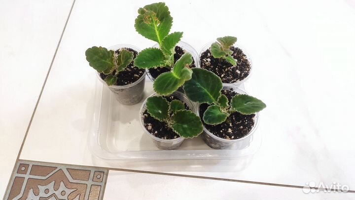 Сортовые глоксинии