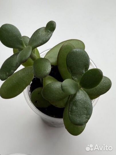 Денежное дерево Крассула толстянка