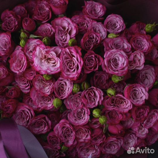 Саженцы спрей роз