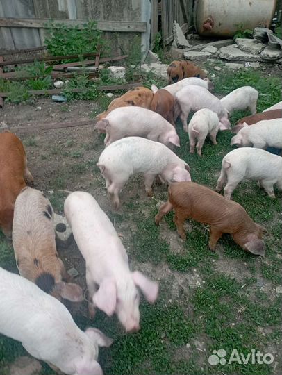 Поросята