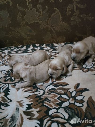 Кокер спаниель