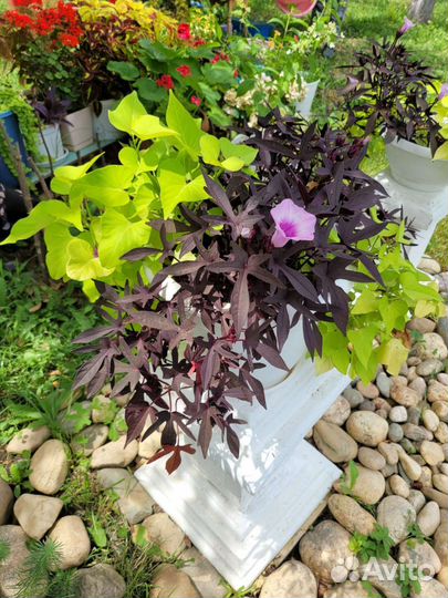 Эпомея сортовая