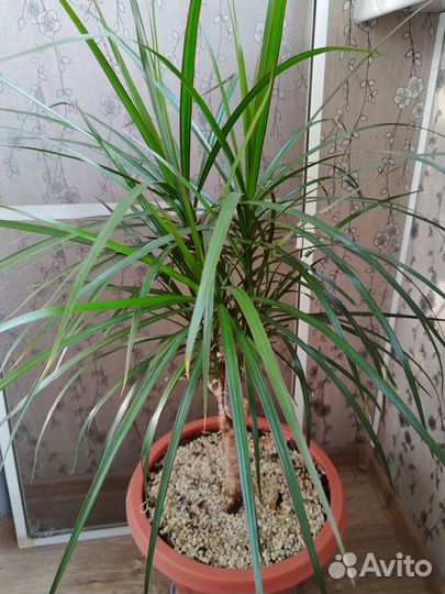 Пальма драцена