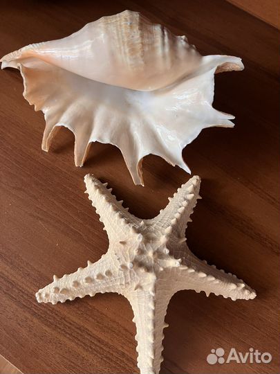 Ракушка и звезда морская