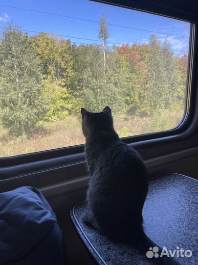 Кошка в дар бесплатно