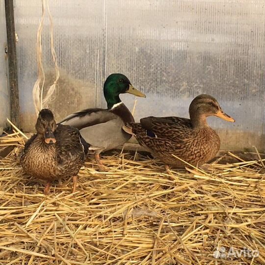 Подсадные утки