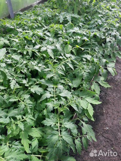 Рассада помидор (томатов)