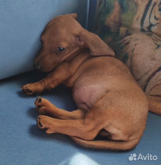 Супер мини Кроличья такса