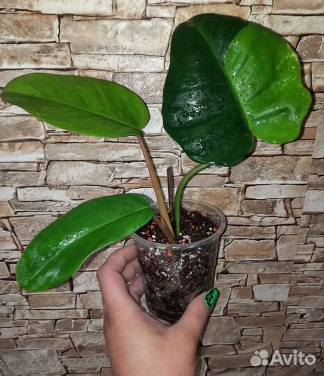Филодендрон пинг тонг вар