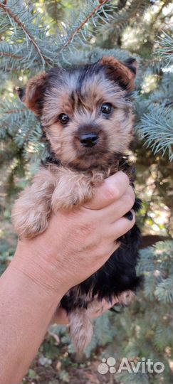 Йоркширский терьер