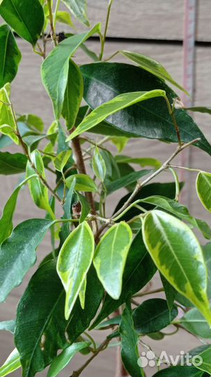 Фикус Бенжамина Регидан