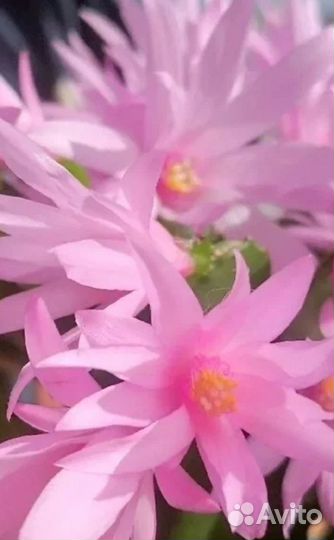 Рипсалидопсис пасхальник. Шлюмбергера