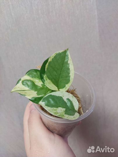 Сциндапсус н-джой