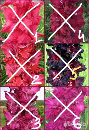 Луковицы сортовых гладиолусов