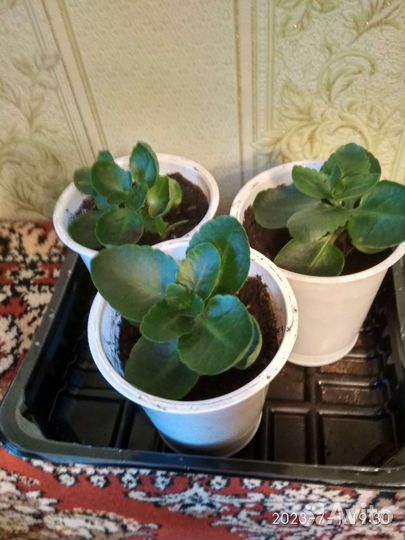 Каланхоэ цветущий