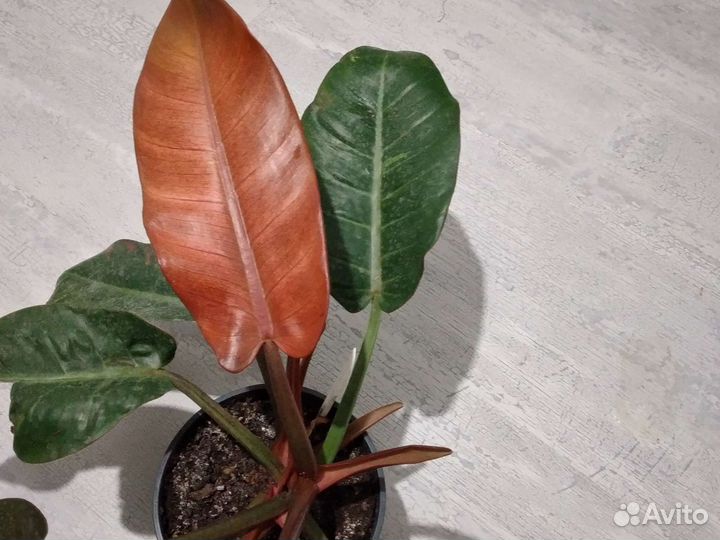 Филодендрон крокодил лайм,нарроу,принц ориндж итд