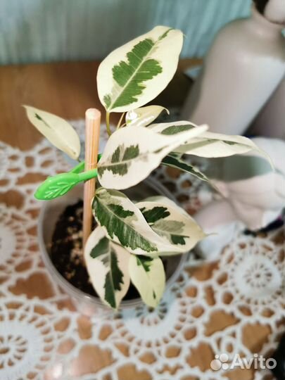 Фикусы сортовые