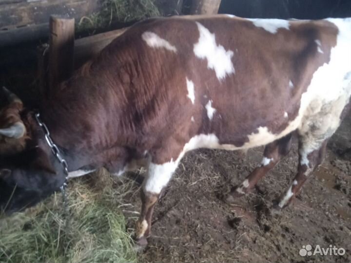 Бычки на откорм продам