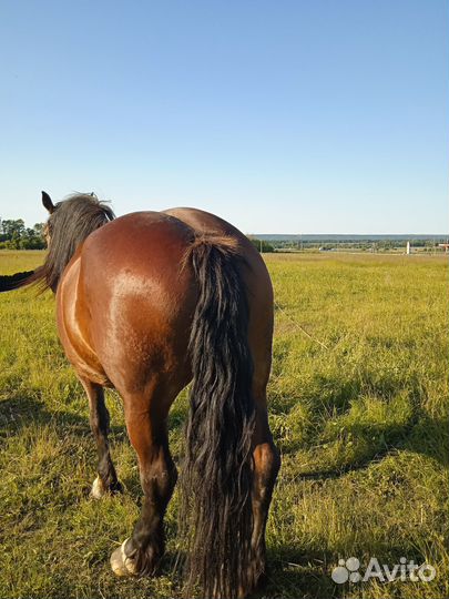 Продам кобылу