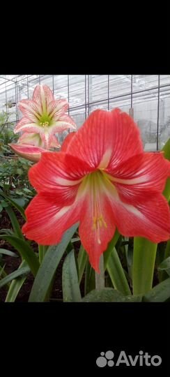 Гиппиаструм