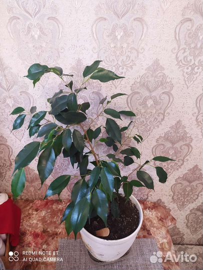 Фикус бенджамина