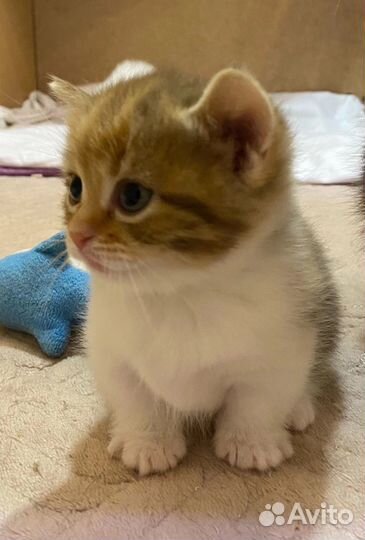 Котята породы манчкин