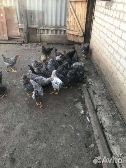 Куры молодки