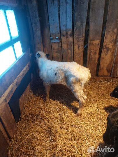 Осеменение коров и телок