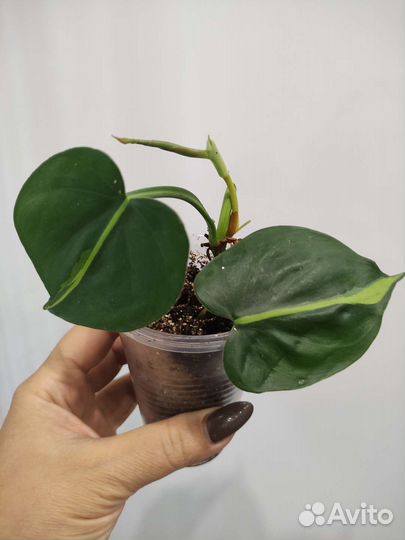 Филодендроны