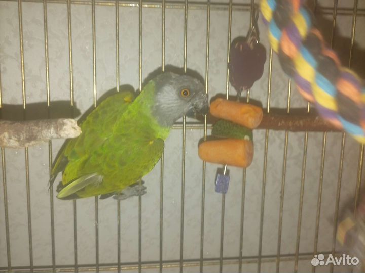 Сенегальский попугай с клеткой