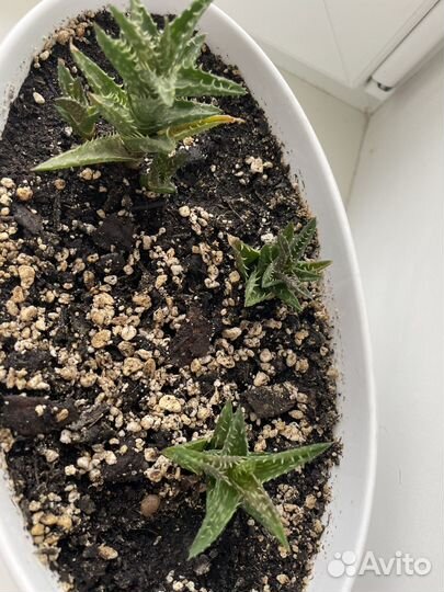 Алоэ древовидное